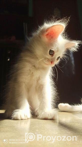 Persian high quality mixed