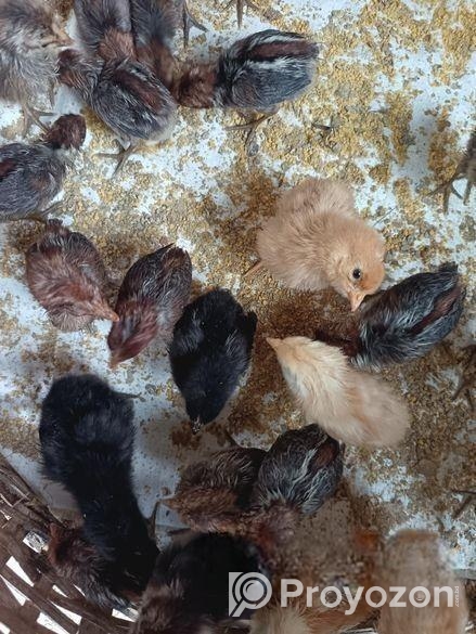 টাইগার ও ফাউমি মুরগি বাচ্চা বিক্রি করা হবে