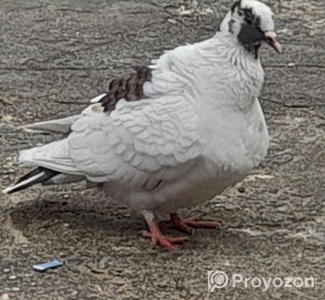 ১জোড়া কবুতর বিক্রি করা হবে