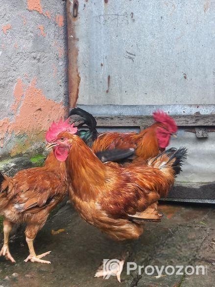 টাইগার মোরগ মুরগি