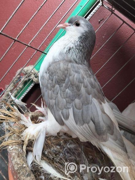 সিরাজি কবুতর