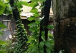 Devil’s Ivy গাছের লতা