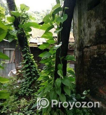 Devil’s Ivy গাছের লতা