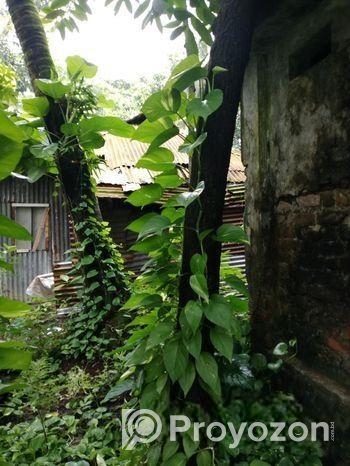 Devil’s Ivy গাছের লতা