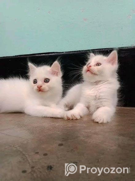 Persian high quality mixed