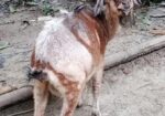 ছাগল বিক্রয় হবে
