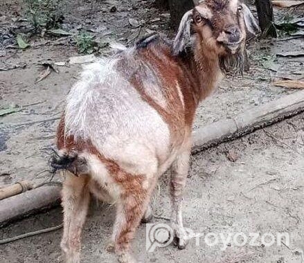 ছাগল বিক্রয় হবে