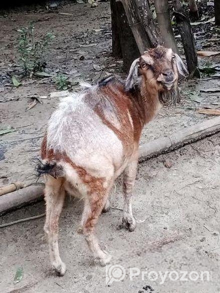 ছাগল বিক্রয় হবে