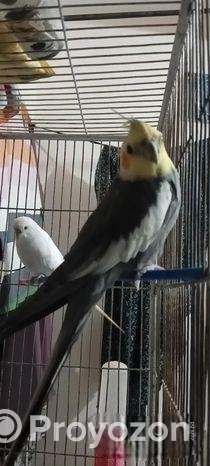 Coocatail ( ককাটেল ফুল এডাল্ট )