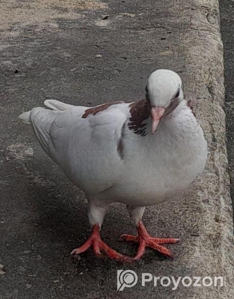 ১জোড়া কবুতর বিক্রি করা হবে