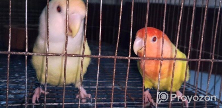 Love bird for sell