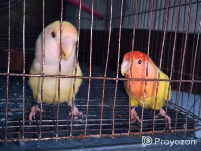 Love bird for sell