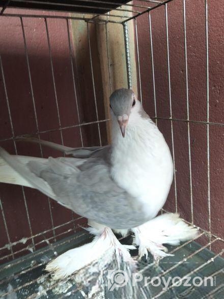 সিরাজি কবুতর