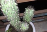 Plant Kaktas