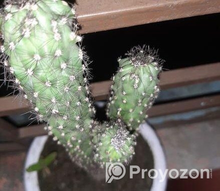 Plant Kaktas