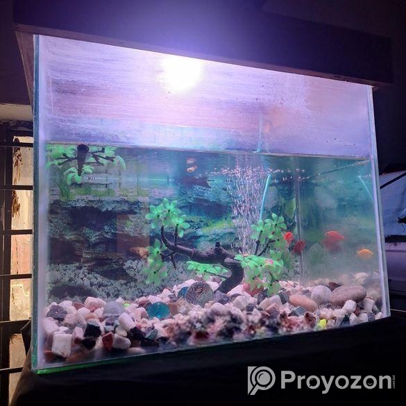 মাছের একুরিয়াম