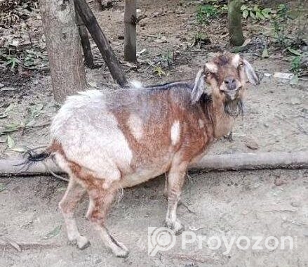 ছাগল বিক্রয় হবে