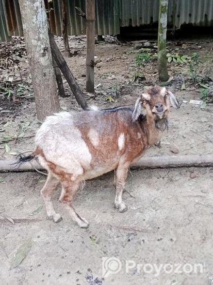ছাগল বিক্রয় হবে