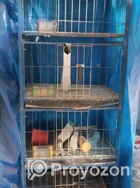 Kobutor Ar Kacha, Hari, Khabar Bati Sell Hobe