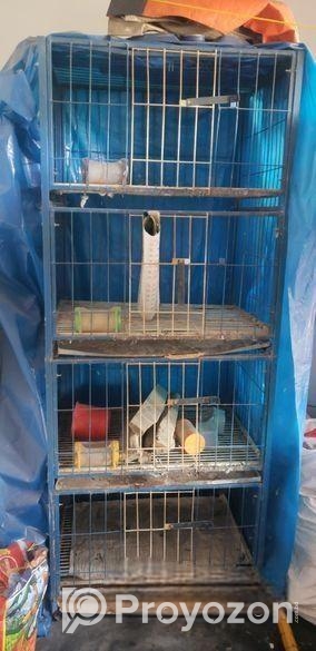 Kobutor Ar Kacha, Hari, Khabar Bati Sell Hobe