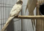 Albino Running Cocatail