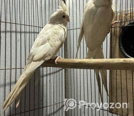 Albino Running Cocatail