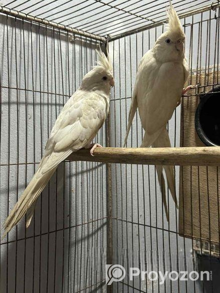 Albino Running Cocatail