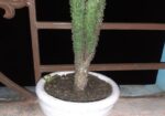 Plant Kaktas