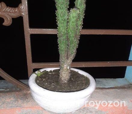 Plant Kaktas