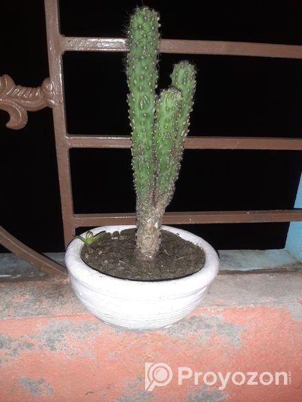 Plant Kaktas