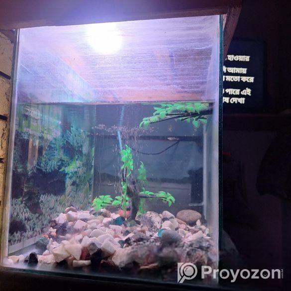 মাছের একুরিয়াম