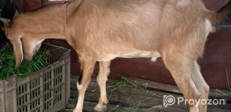 খুরবানি খাসি ছাগল