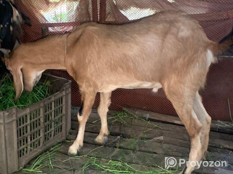 খুরবানি খাসি ছাগল