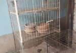 Kobutor Ar Kacha, Hari, Khabar Bati Sell Hobe