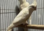 Albino Running Cocatail
