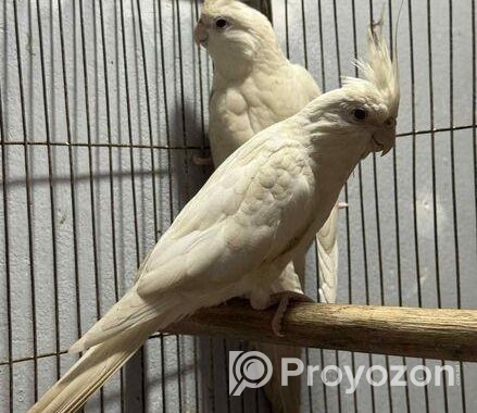 Albino Running Cocatail