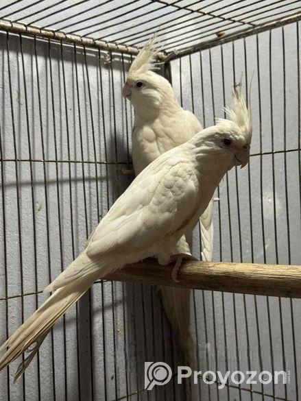 Albino Running Cocatail