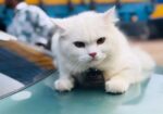 Cat for sale