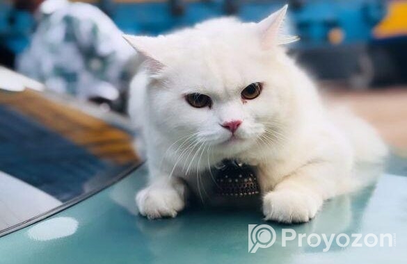 Cat for sale