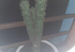 Plant Kaktas