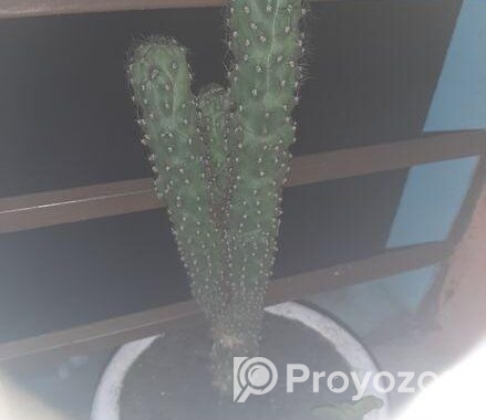 Plant Kaktas