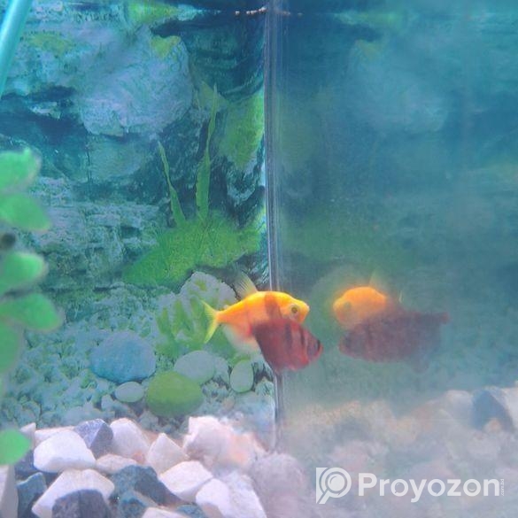 মাছের একুরিয়াম