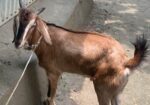 খুরবানি খাসি ছাগল