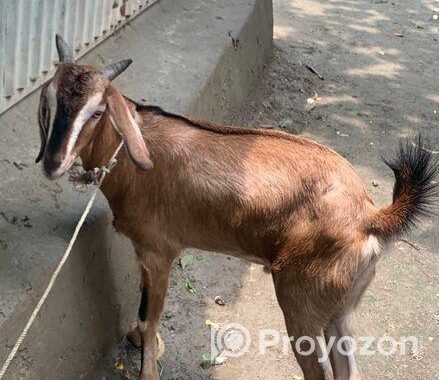 খুরবানি খাসি ছাগল