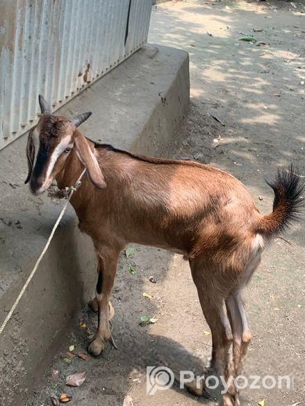 খুরবানি খাসি ছাগল