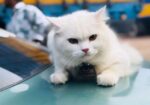 Cat for sale