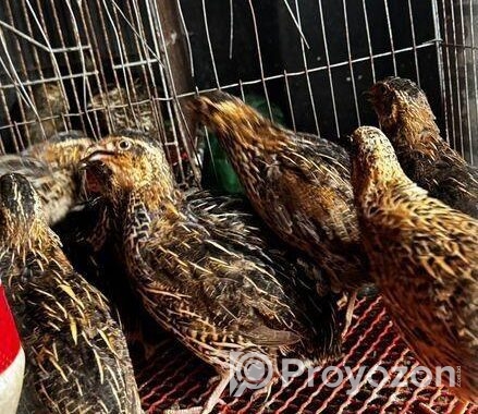 রানিং ডিম পাড়া কোয়েল পাখি বিক্রি করতে চাই