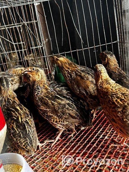 রানিং ডিম পাড়া কোয়েল পাখি বিক্রি করতে চাই