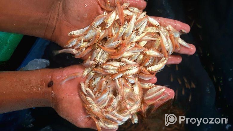 আমাদের হ্যাচারিতে বিষপ্রকারের মাছের পোনা বিক্রি কর