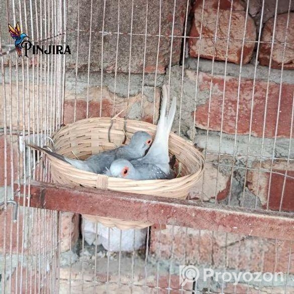 ডায়মন্ড ডাব রানিং পেয়ার